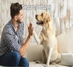 Seguro pessoa fisica 13